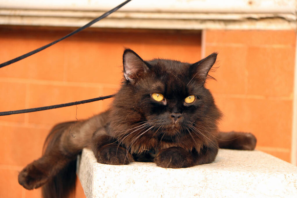 Czarny kot leżący z brązową ścianą. kot jest mały udomowiony mięsożerny ssak z miękkim futerkiem, krótki pysk, i chowane pazury.  - Zdjęcie, obraz
