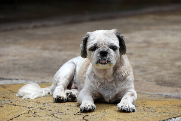 Shih Tzu Hund kurze Haare geschnitten und legt sich auf den Straßenboden. Es ist ein Hund der Rasse mit langen, seidigen, erigierten Haaren und kurzen Beinen. - Foto, Bild
