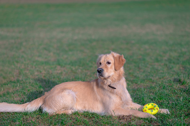 Hermoso perro golden retriever se acuesta con su juguete amarillo en un prado al aire libre. - Foto, Imagen