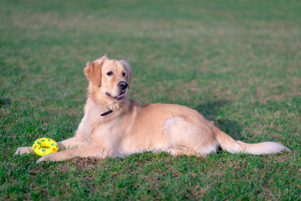 Όμορφη χρυσή retriever σκυλί ξαπλώσει με κίτρινο παιχνίδι του σε ένα λιβάδι σε εξωτερικούς χώρους. - Φωτογραφία, εικόνα