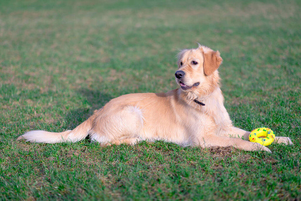 Hermoso perro golden retriever se acuesta con su juguete amarillo en un prado al aire libre. - Foto, Imagen