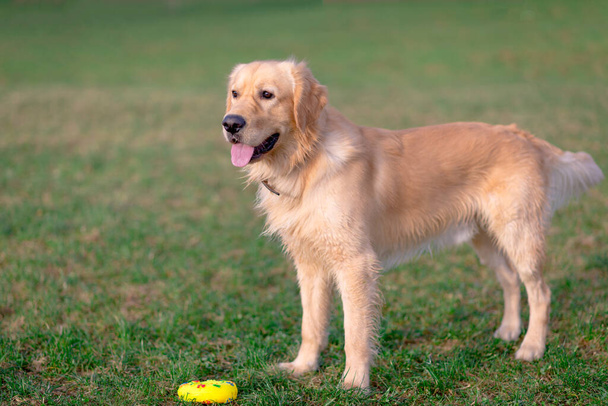 Golden Retriever παίζει με το παιχνίδι του. Σκύλος στέκεται σε ένα λιβάδι. - Φωτογραφία, εικόνα
