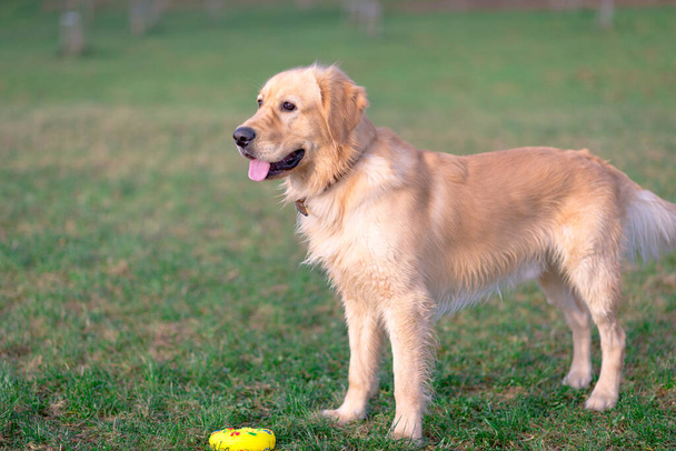 Golden Retriever spielt mit seinem Spielzeug.Hund steht auf einer Wiese. - Foto, Bild