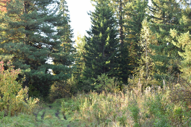 осень в лесу, деревья в парке - Фото, изображение