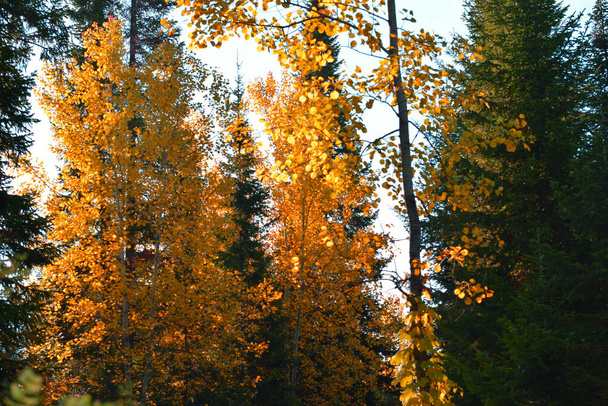 automne dans la forêt, arbres dans le parc - Photo, image