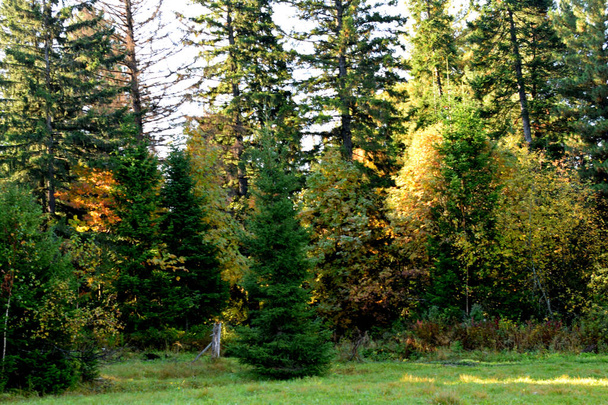 autumn in the forest, trees in the Park - Valokuva, kuva