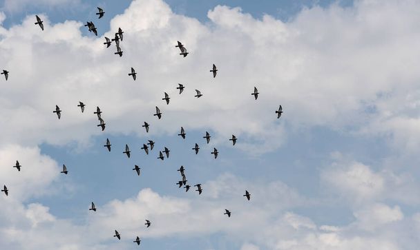 Een kudde wilde blauwe duiven die tegen de blauwe bewolkte zomerhemel vliegen - Foto, afbeelding