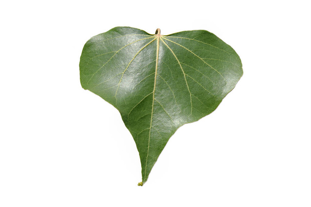 Bodhi Leaf A distanza ravvicinata, la luce del sole splende fino a quando le vene di Bodhi Leaf si dividono su uno sfondo bianco. - Foto, immagini
