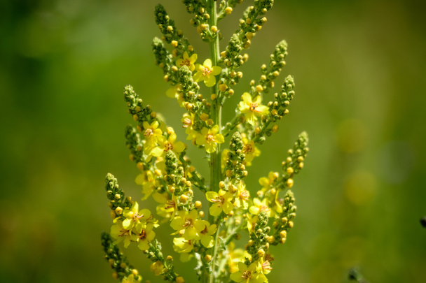 Levendige gele bloemen van Verbascum densiflorum plant, algemeen bekend als dichte bloeiende mullein, in een zonnige zomertuin, mooie outdoor bloemenachtergrond gefotografeerd met zachte focus - Foto, afbeelding