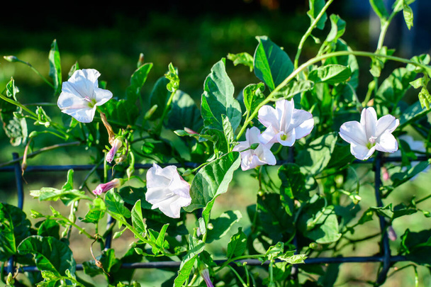 Many white flowers and green fresh leaves of Convolvulus arvensis plant, commonly known as field bindweed, in a garden in a sunny summer day, beautiful outdoor floral background - Photo, Image