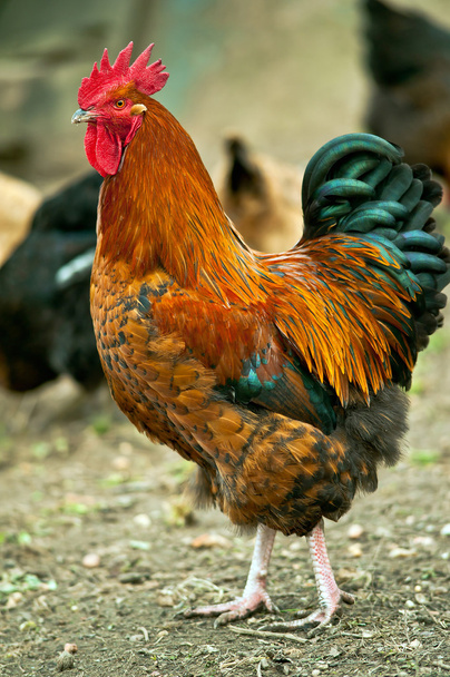 Cock - Photo, Image