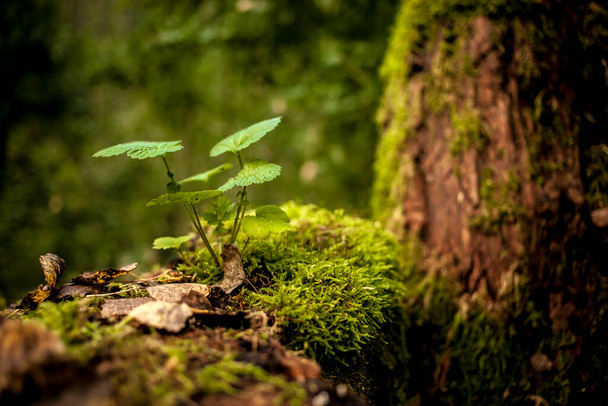 Plants, moss and tree trunks - Foto, imagen