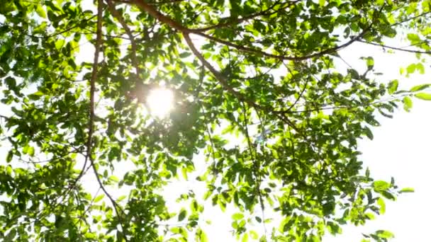 ηλιοφάνεια στο δέντρο - Πλάνα, βίντεο