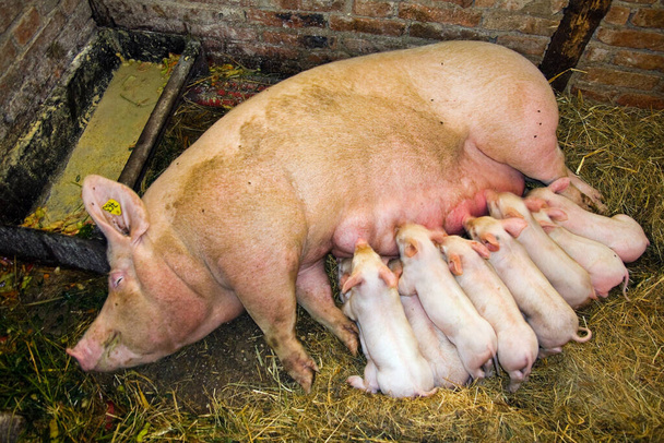 Nourrir les petits porcs, porcs domestiques. - Photo, image