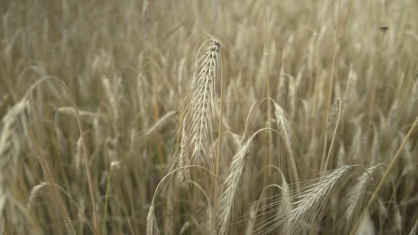 Pšeničné výhonky mezi suchými rostlinami na poli na venkově - Záběry, video