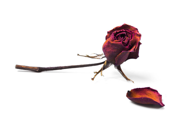 Сушеная красная роза и цветочный горшок изолированы на белом фоне. - Фото, изображение