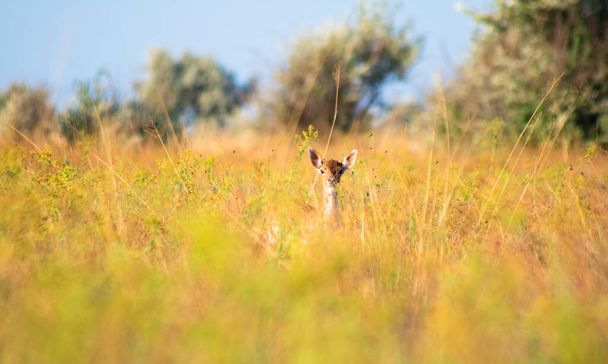 roe deer cub in the high yellow-green grass in the summer prairie is looking in camera - Photo, Image