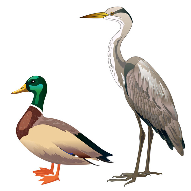 Heron and duck in the swamp, water birds, Mallard Drake - Vector, Image