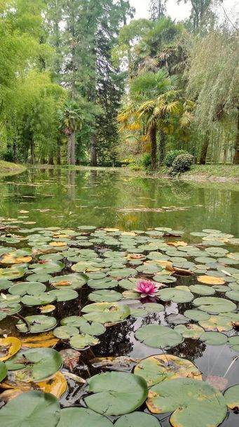 Water Lillies in the pond - Photo, Image