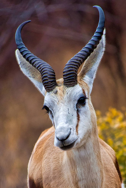 Springbok, Antidorcas marsuialis, Khama Rhino Sancture, Serow,ボツワナ,アフリカ - 写真・画像