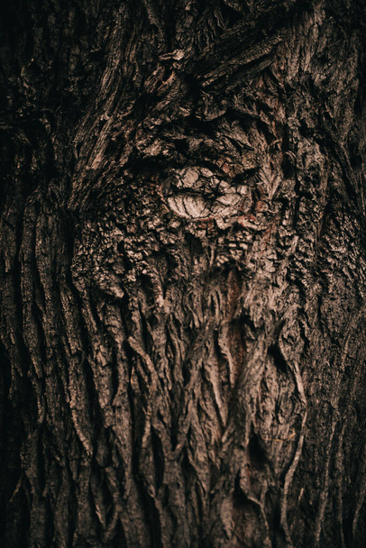 Enorme árbol con raíces colgando, fondos naturales, bosque mágico y árboles, raíces y ramas - Foto, imagen