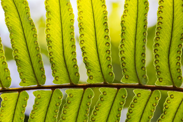 Detailní záběr na krásné kapradinové listy před slunečními erupcemi - Fotografie, Obrázek