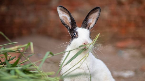 Черно-белый кролик на земле выглядит мило едят листовки - Фото, изображение