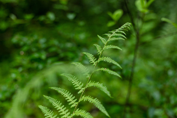 Green fern leaves in the forest - Photo, Image