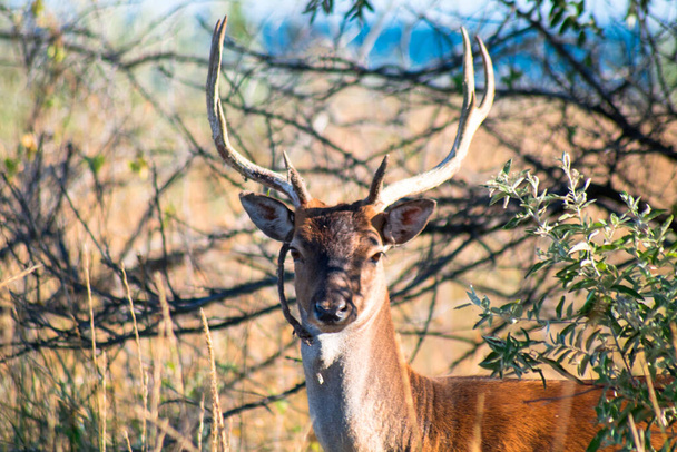 close-up view of wild deer with big horns in the wild steppe. Blue sea on the background - Photo, Image