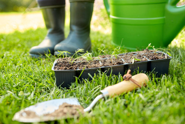 seedlings in starter pots tray with soil at garden - Foto, Imagem