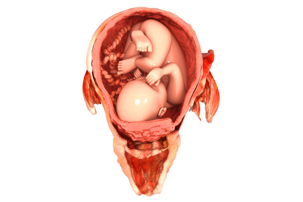 İnsan fetüsü. 3d hazırlayıcı - Fotoğraf, Görsel