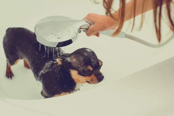 Chihuahua犬風呂でシャワーから喜びを得る。チワワはシャワーに浴してる. - 写真・画像