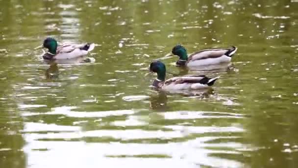 Wild ducks swimming in water. - Footage, Video