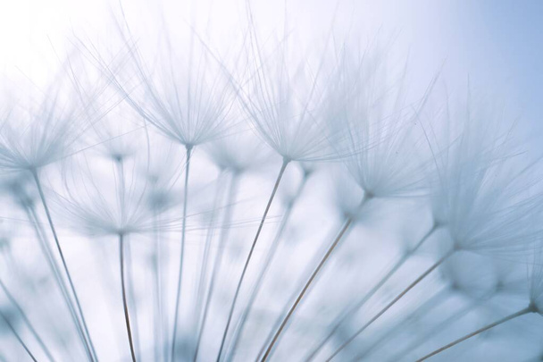            Yaz mevsiminde doğada karahindiba tohumu, beyaz ve soyut arka plan                      - Fotoğraf, Görsel