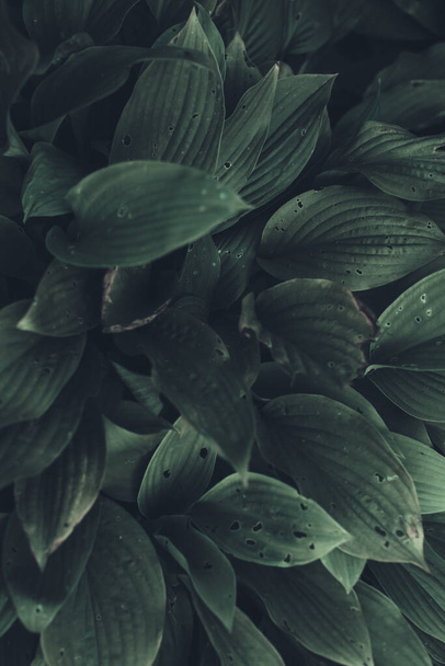 Tropical green leaf background, Dark tone theme. Living with the nature - Valokuva, kuva