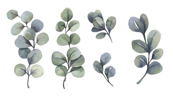 Akwarela kwiatowy ilustracja zestaw - zielony eukaliptusa gałęzie kolekcji, na zaproszenie weselne, kartki okolicznościowe, tapety, tło. Eukaliptus, liście zielone. - Zdjęcie, obraz