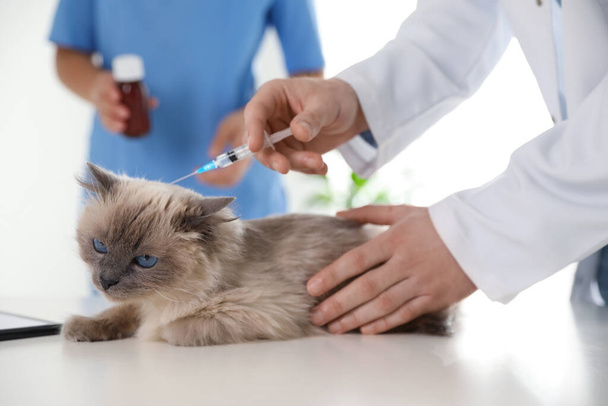 Professional veterinarians vaccinating cat in clinic, closeup - 写真・画像