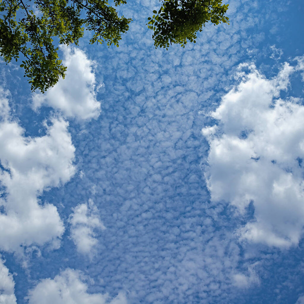 Cúmulo de luz y nubes de Cirrocumulus formaron una especie de alfombra blanca como la nieve contra el cielo azul  - Foto, Imagen
