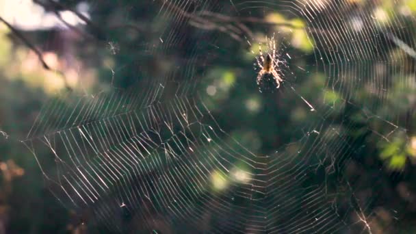 Spider fissare la sua ragnatela, primo piano di un ragno grande risolvere il suo errore o danni - Filmati, video