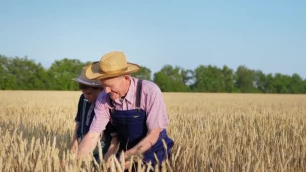 abuelo granjero y nieto en sombreros de paja sentarse en campo de trigo inspeccionando las espigas maduras de trigo - Metraje, vídeo