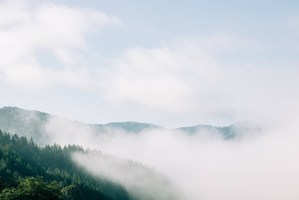 朝の霧深い山の森の眺め - 写真・画像