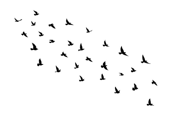 白い背景に空飛ぶ鳥のシルエット。ベクトルイラスト。隔離された鳥が飛んでる。タトゥーと壁紙の背景デザイン. - ベクター画像