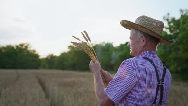 σοφός γέρος αγρότης με καπέλο κρατά αυτιά σιταριού στο χέρι του και τα κοιτάζει στη μέση του χρυσαφένιου αγρού - Πλάνα, βίντεο