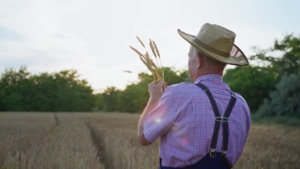 ηλικιωμένος αγρότης κρατώντας αυτιά καλαμποκιού στα χέρια του χαίρεται με μια καλή σοδειά - Πλάνα, βίντεο