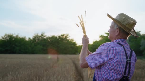 iäkäs mies viljelijä olkihattu tarkistaa korvat vehnän käsissään sadonkorjuun aikana pellolla - Materiaali, video