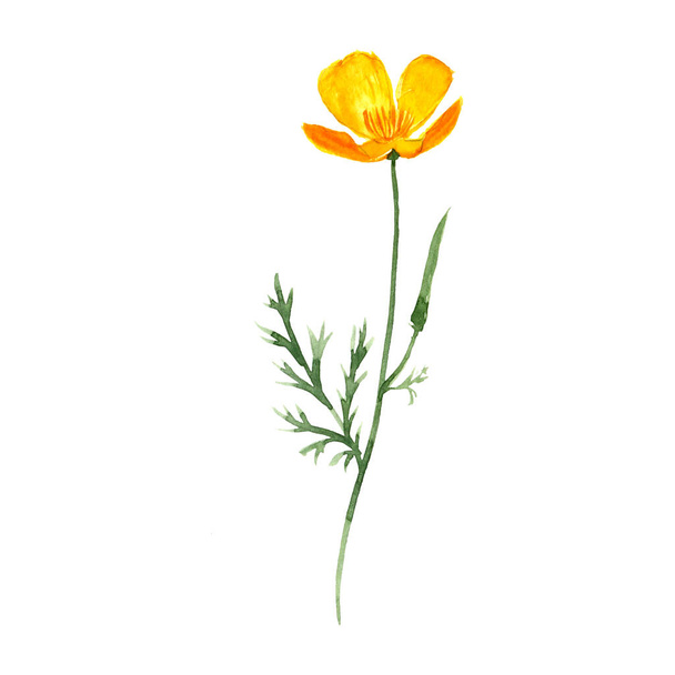 watercolor drawing californian poppy - Foto, Bild