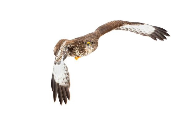 Buzzard comum voando no ar isolado em fundo branco. - Foto, Imagem