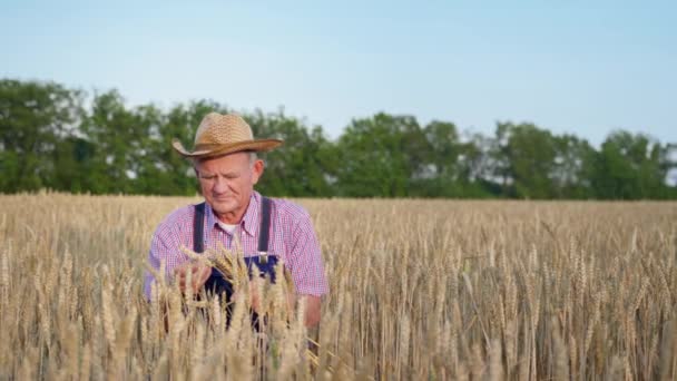 agricultura, viejo agricultor masculino en sombrero de paja se regocija en la buena cosecha recoge las orejas mientras está sentado en el campo de trigo - Imágenes, Vídeo