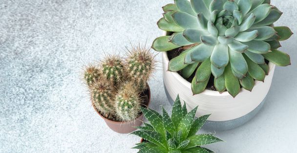 Haworthia, echeveria, cactus in different pots on stone table indoor. Plant transplantation. Concept of indoor garden home - Image - Zdjęcie, obraz