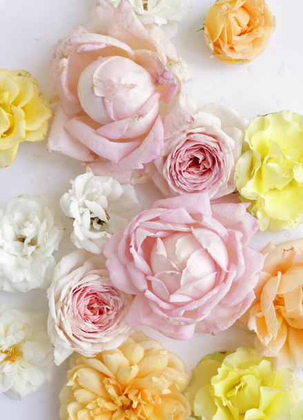 beautiful roses floral background, close up. Studio shot - Photo, Image